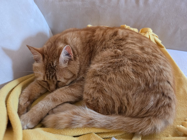 fellengel_nala_4