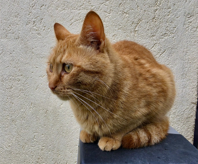 fellengel_nala_6