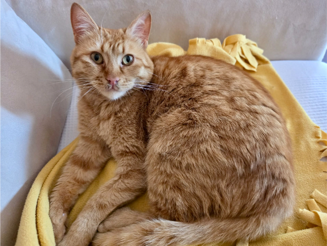 fellengel_nala_7