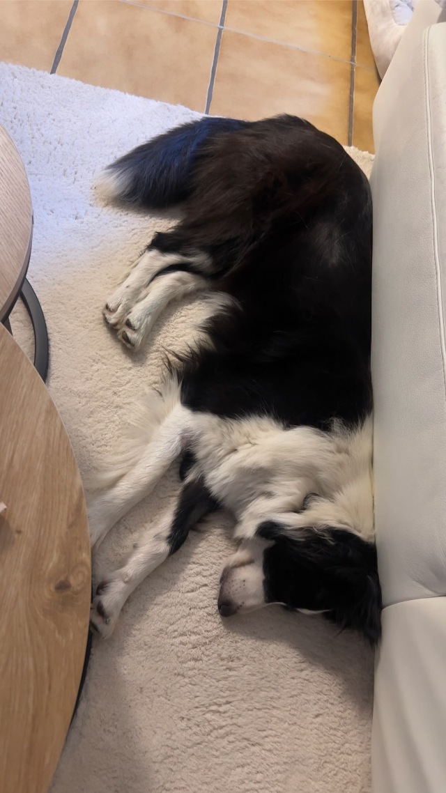 Fellengel_Molly_2
