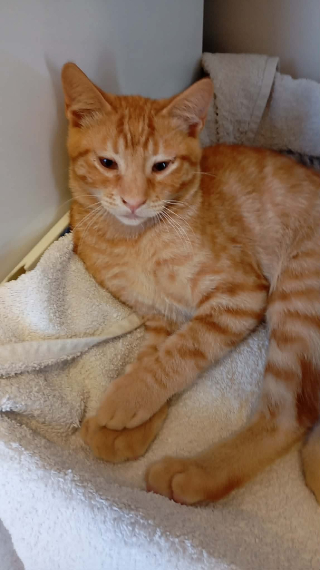 fellengel_ginger_1