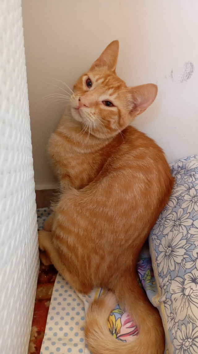 fellengel_ginger_2