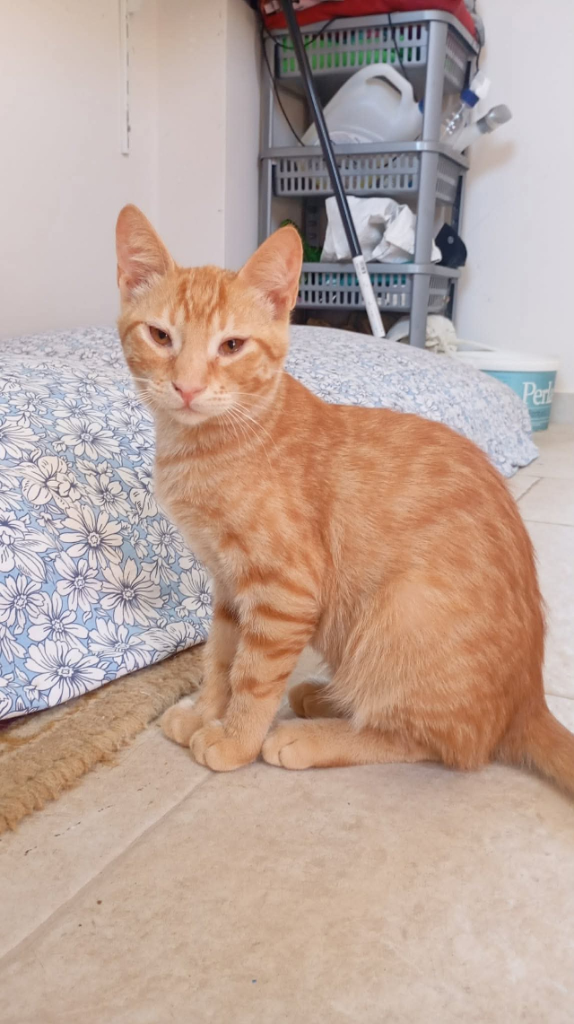 fellengel_ginger_3