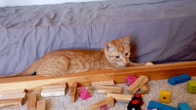 fellengel_ginger_4