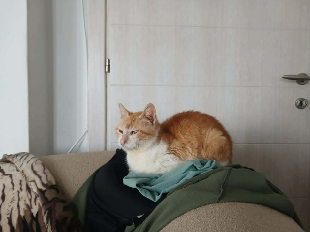 fellengel_mika_8
