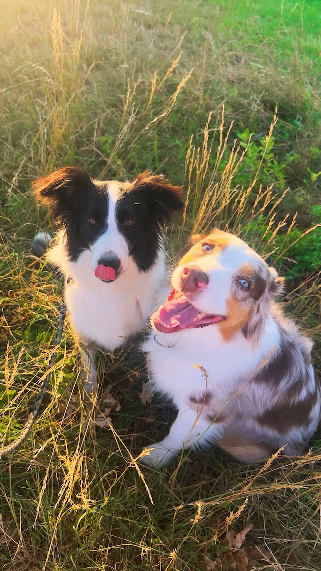fellengel_molly