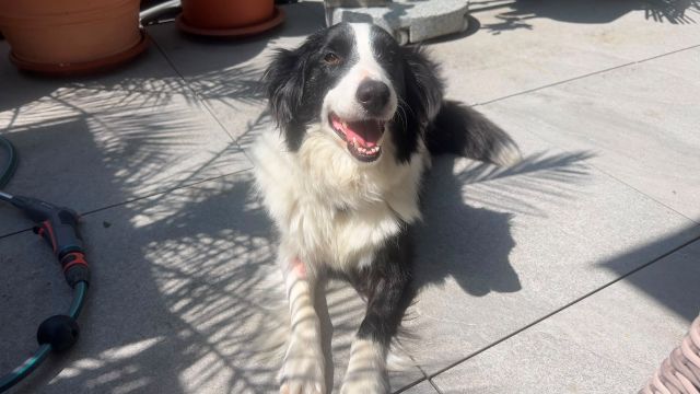 fellengel_molly