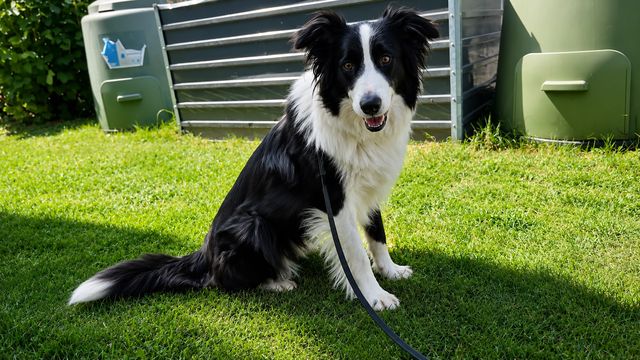 fellengel_molly_09