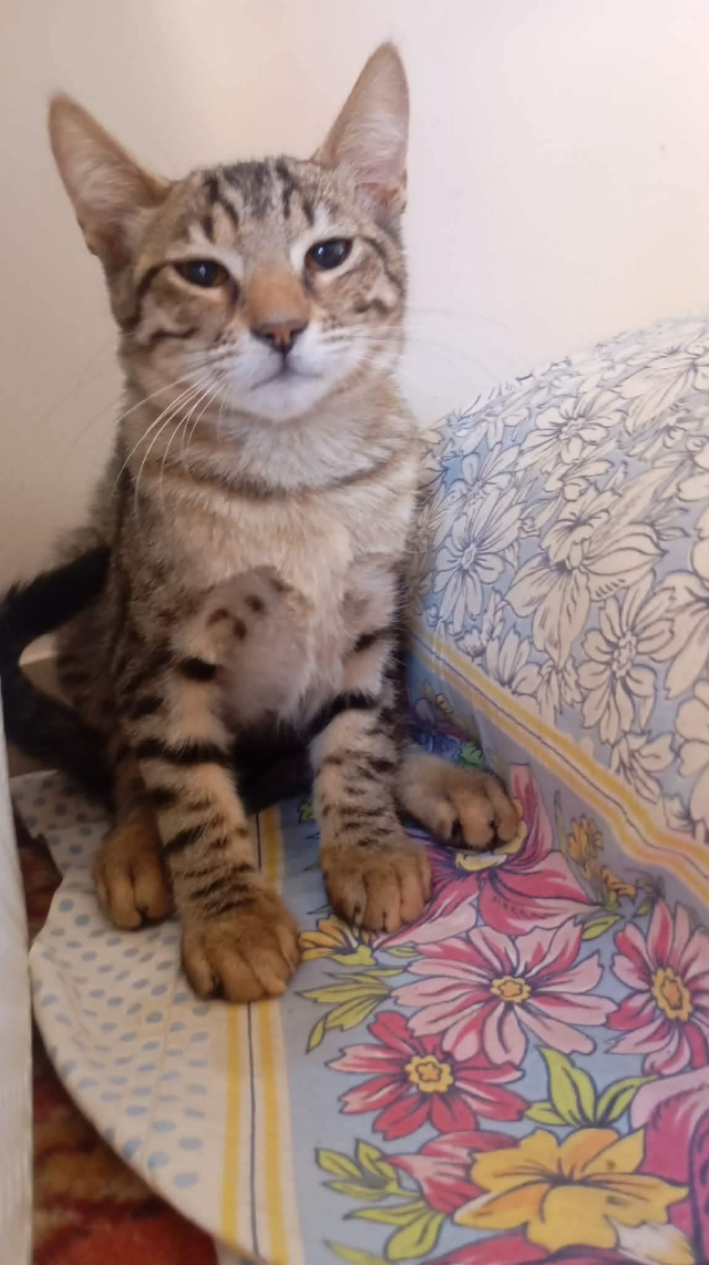 fellengel_nala_0