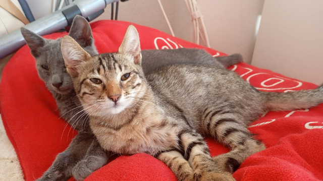 fellengel_nala_1