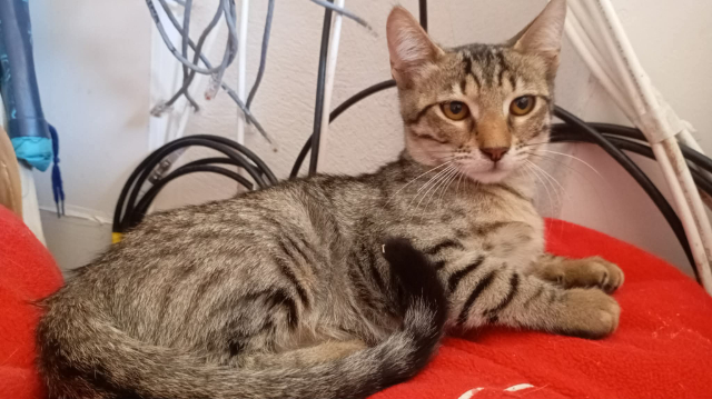 fellengel_nala_13