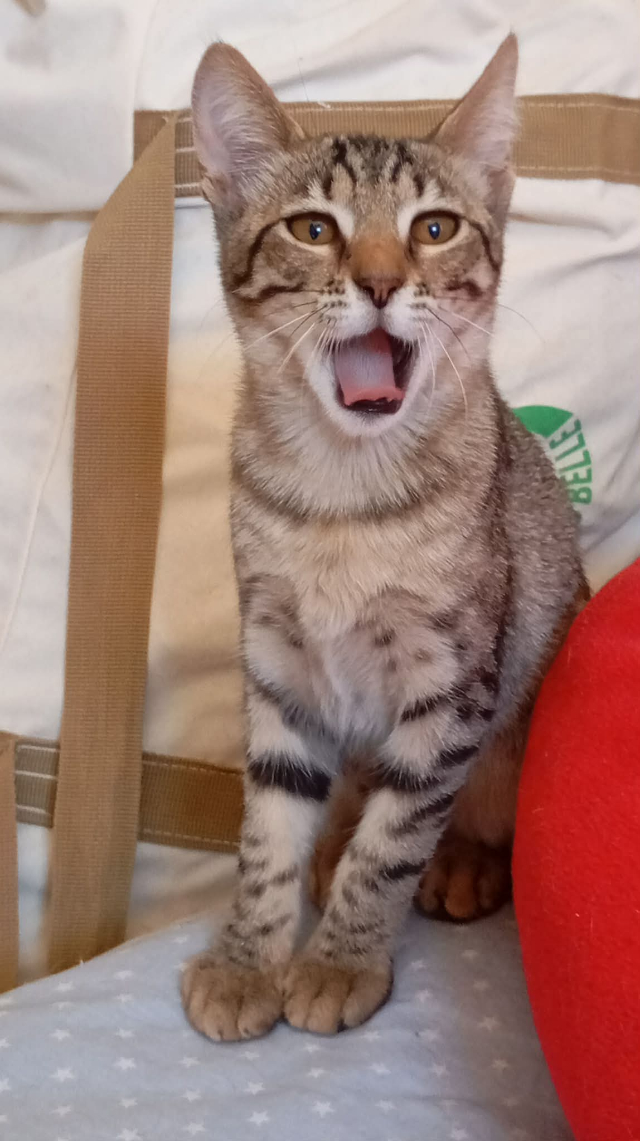 fellengel_nala_14