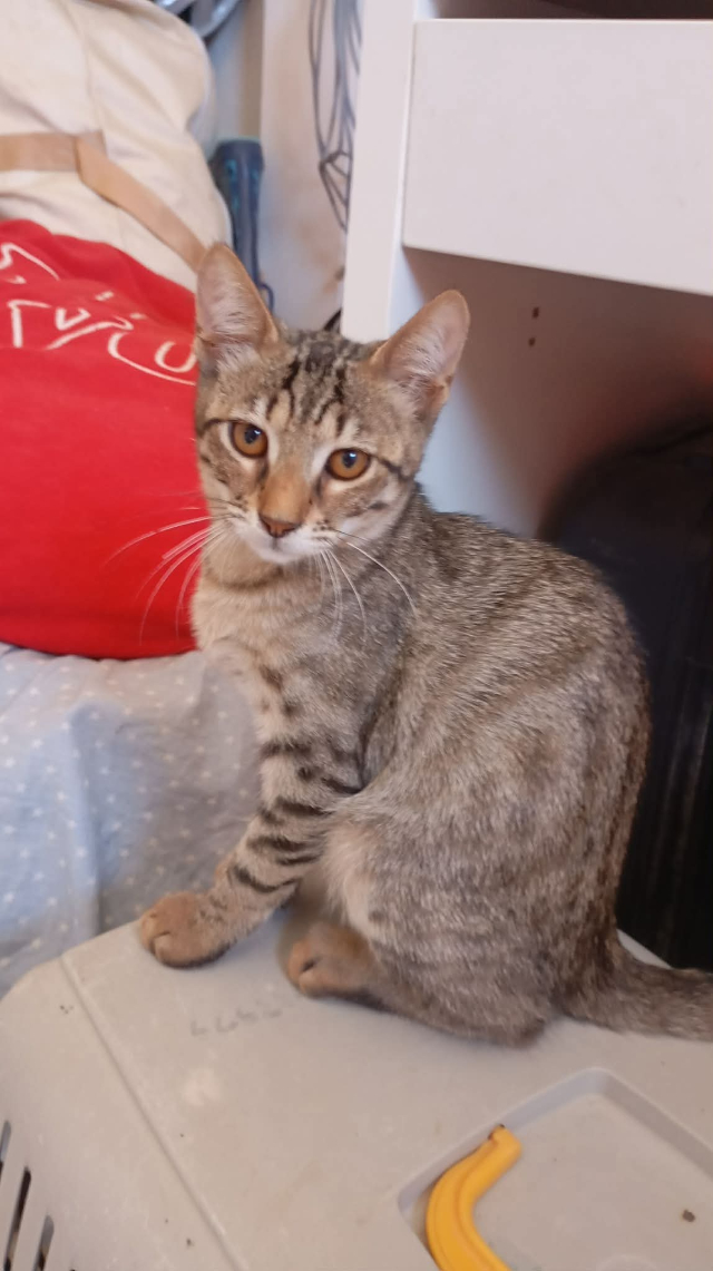 fellengel_nala_16