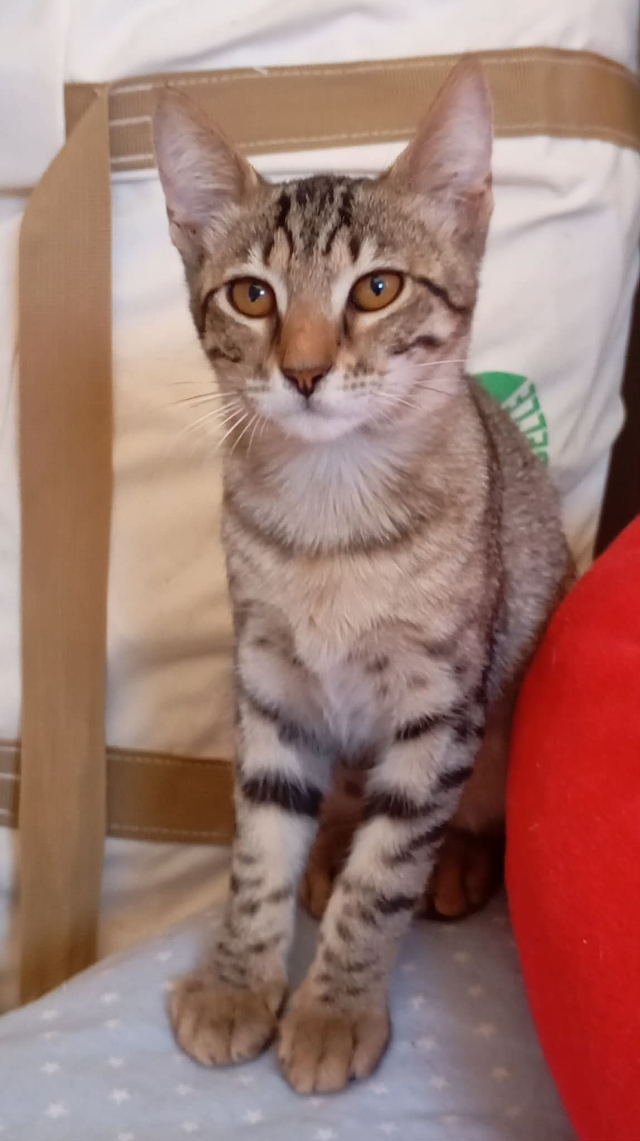 fellengel_nala_17