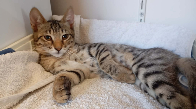 fellengel_nala_2