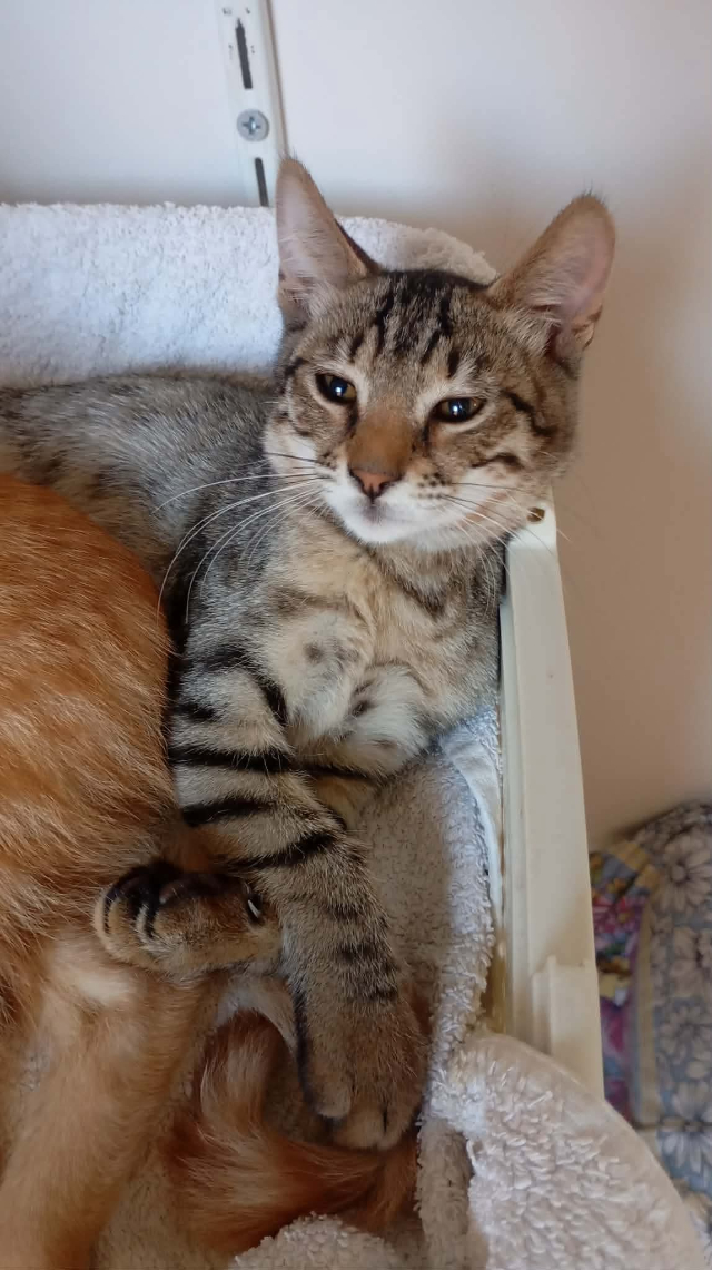fellengel_nala_3
