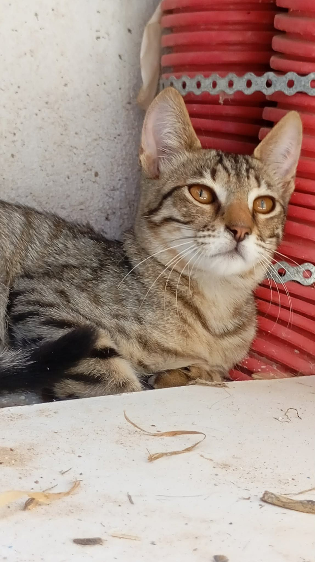 fellengel_nala_4