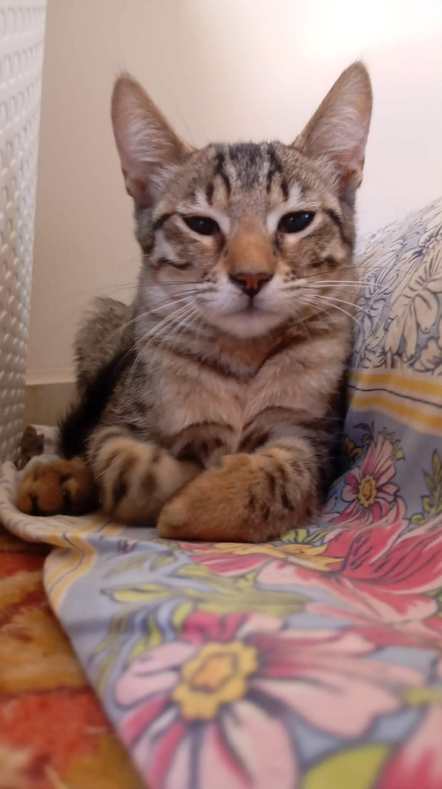 fellengel_nala_5