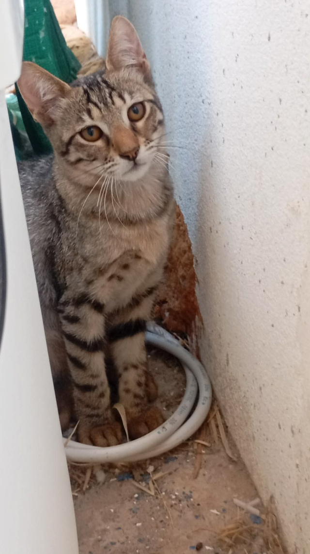 fellengel_nala_6