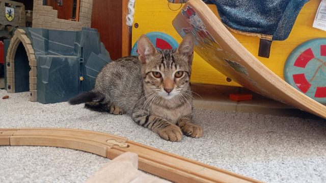 fellengel_nala_7