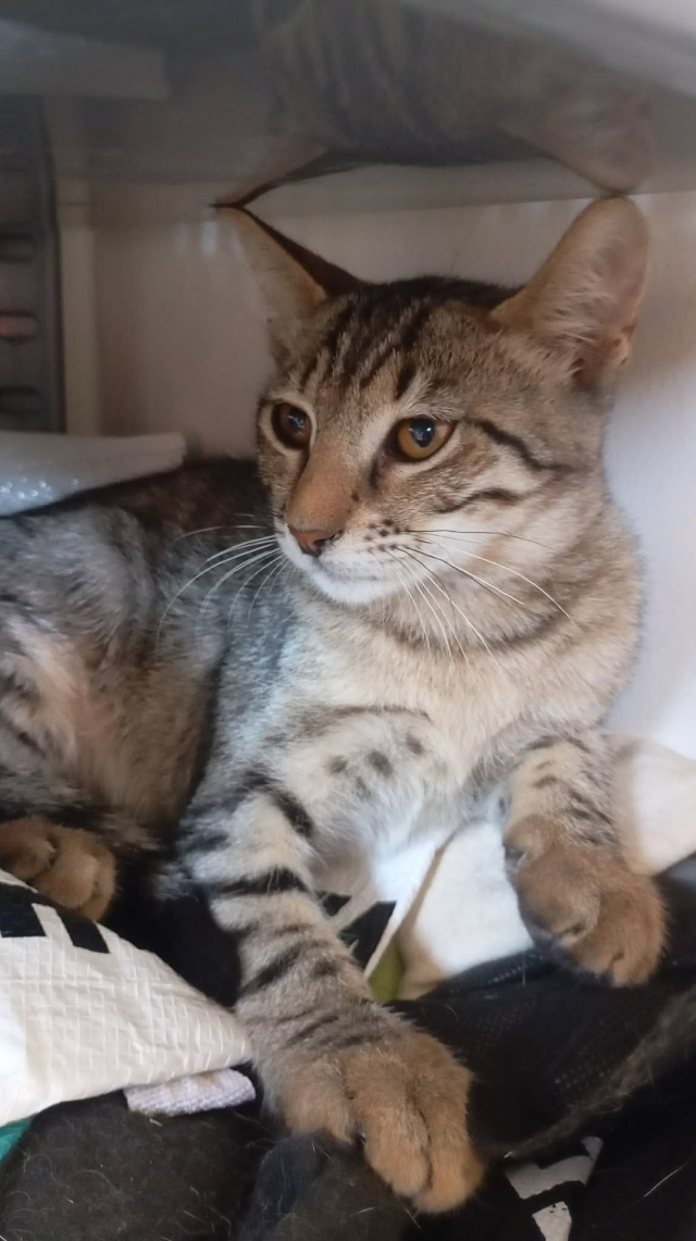 fellengel_nala_8