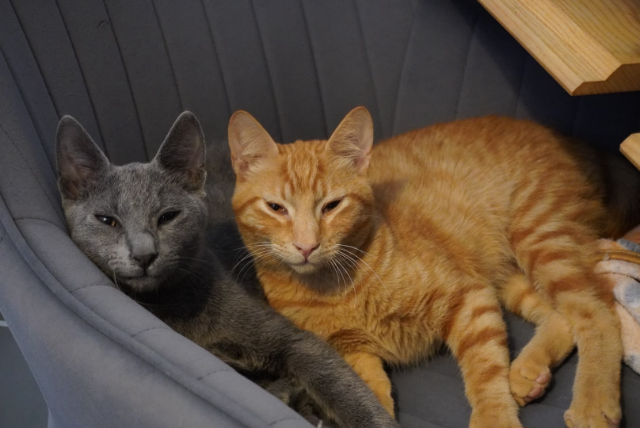 fellengel_Mochi_Ginger_2