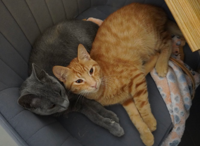 fellengel_Mochi_Ginger_3