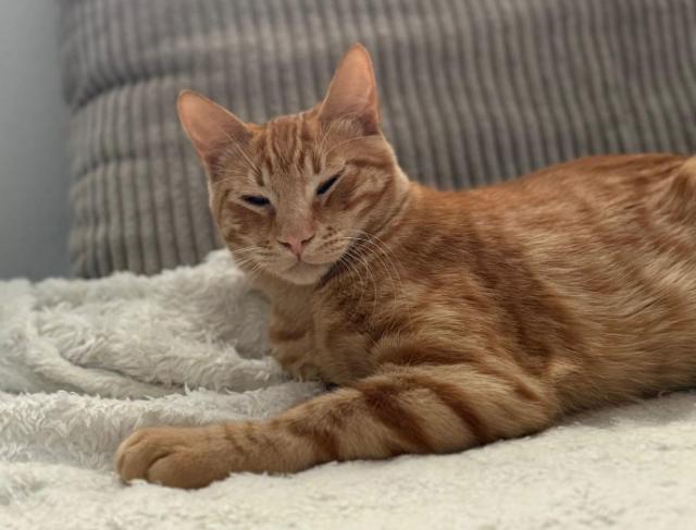 fellengel_ginger_10