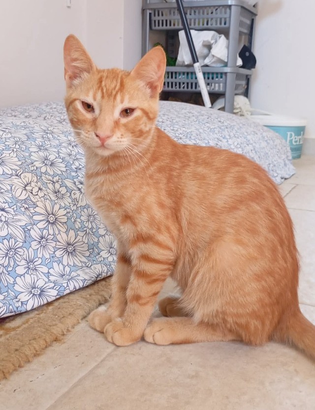 fellengel_ginger_3