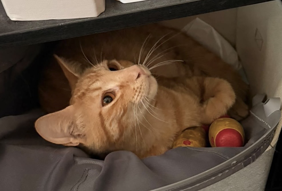 fellengel_ginger_5