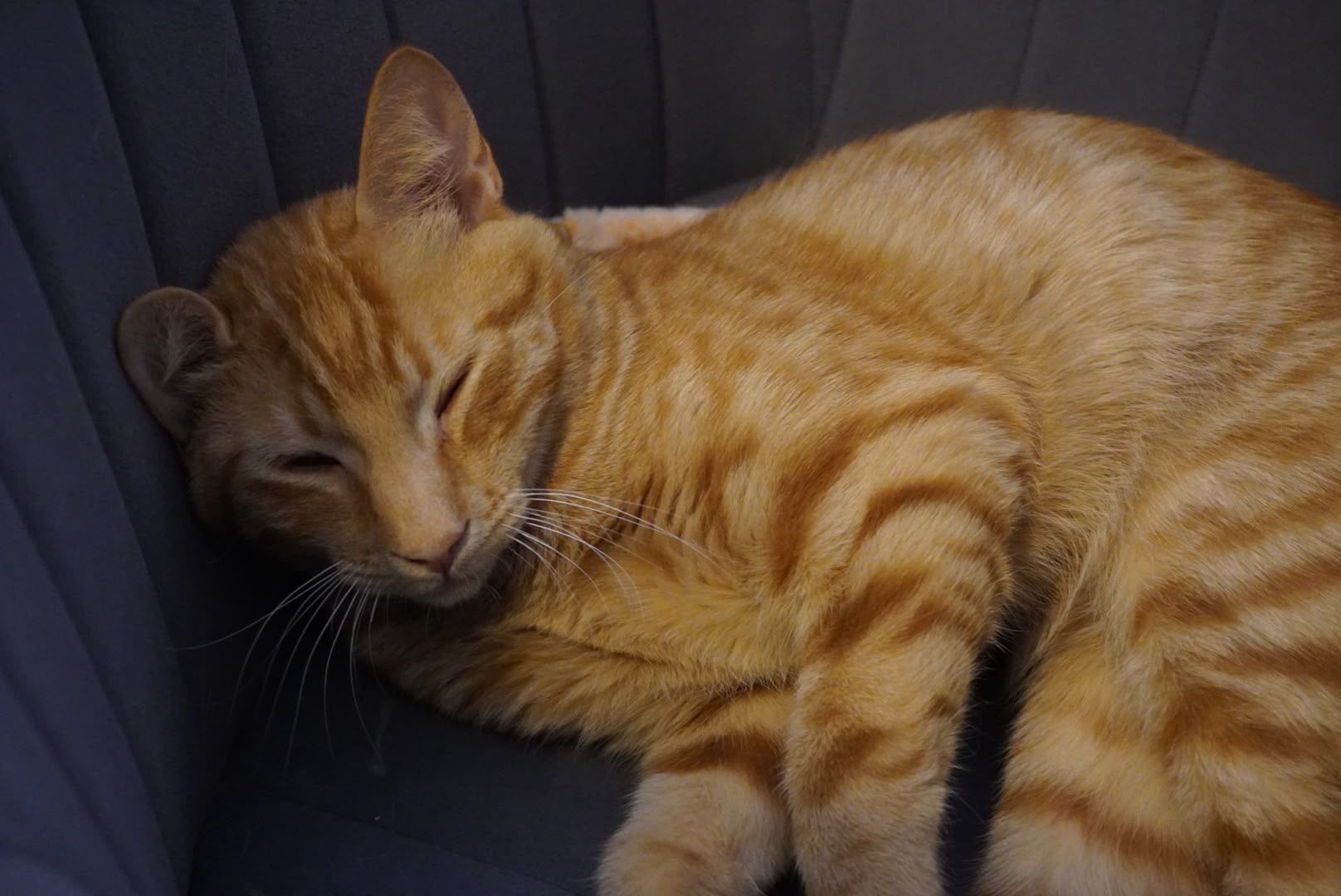 fellengel_ginger_6