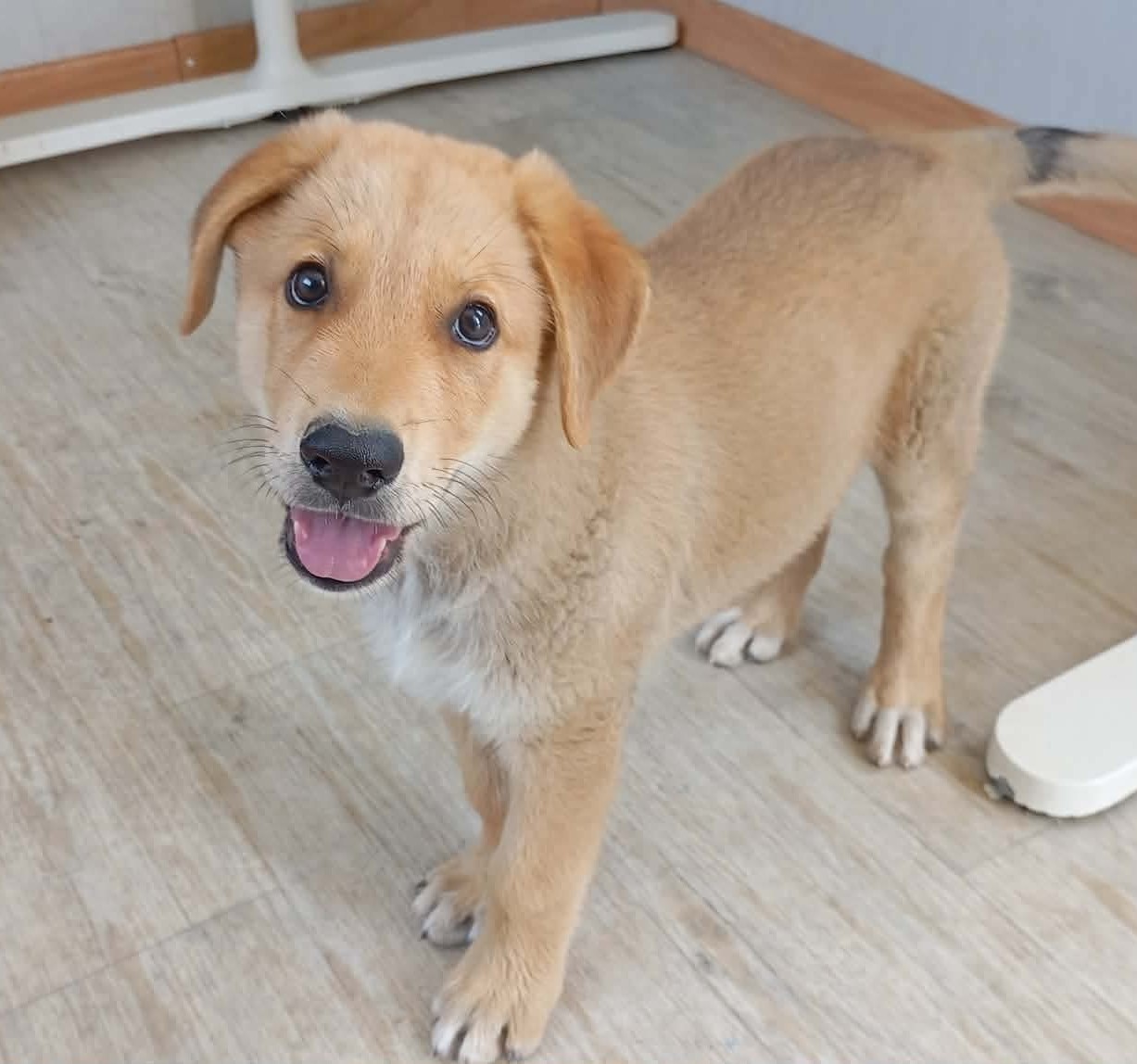 fellengel_Alvin_1