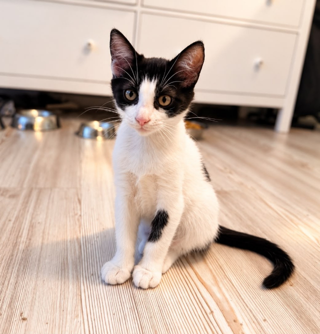 fellengel_MInnie_03