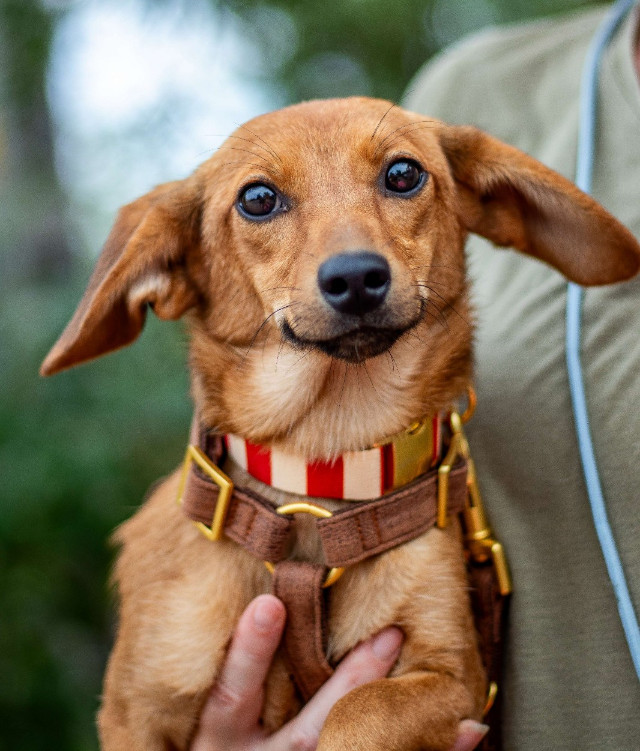 fellengel_Thea_7