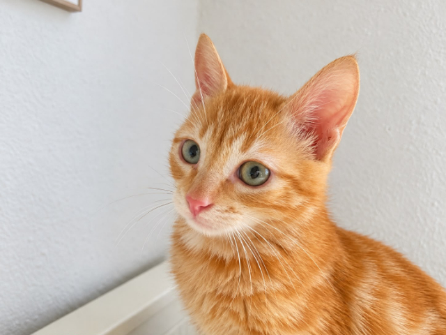 fellengel_Pumuckl_6