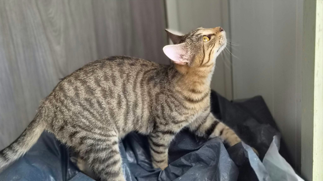 fellengel_delilah_3