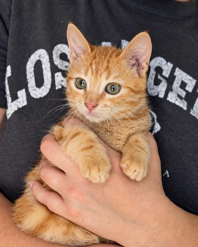 fellengel_pumuckl_0_2