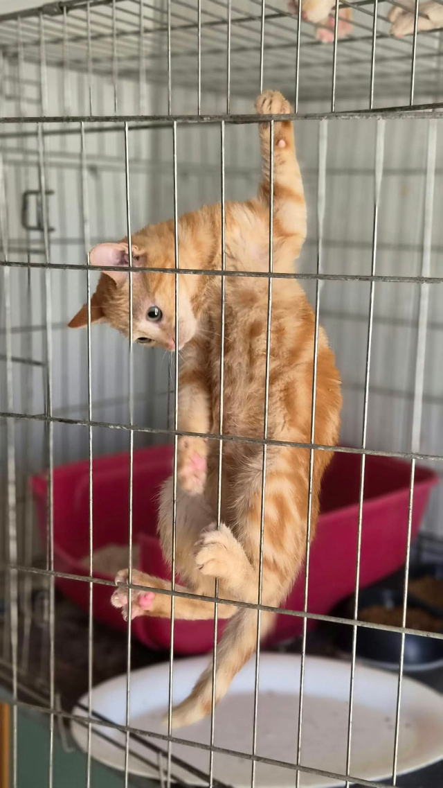 fellengel_pumuckl_1