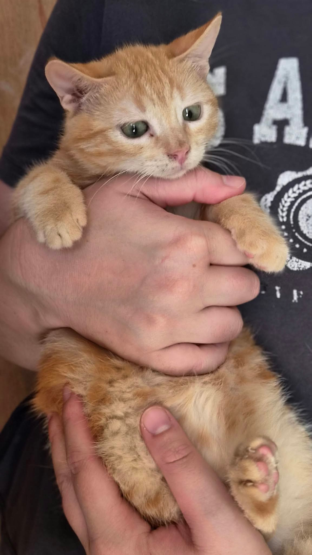 fellengel_pumuckl_2