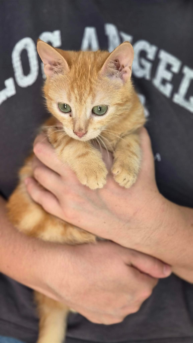 fellengel_pumuckl_3